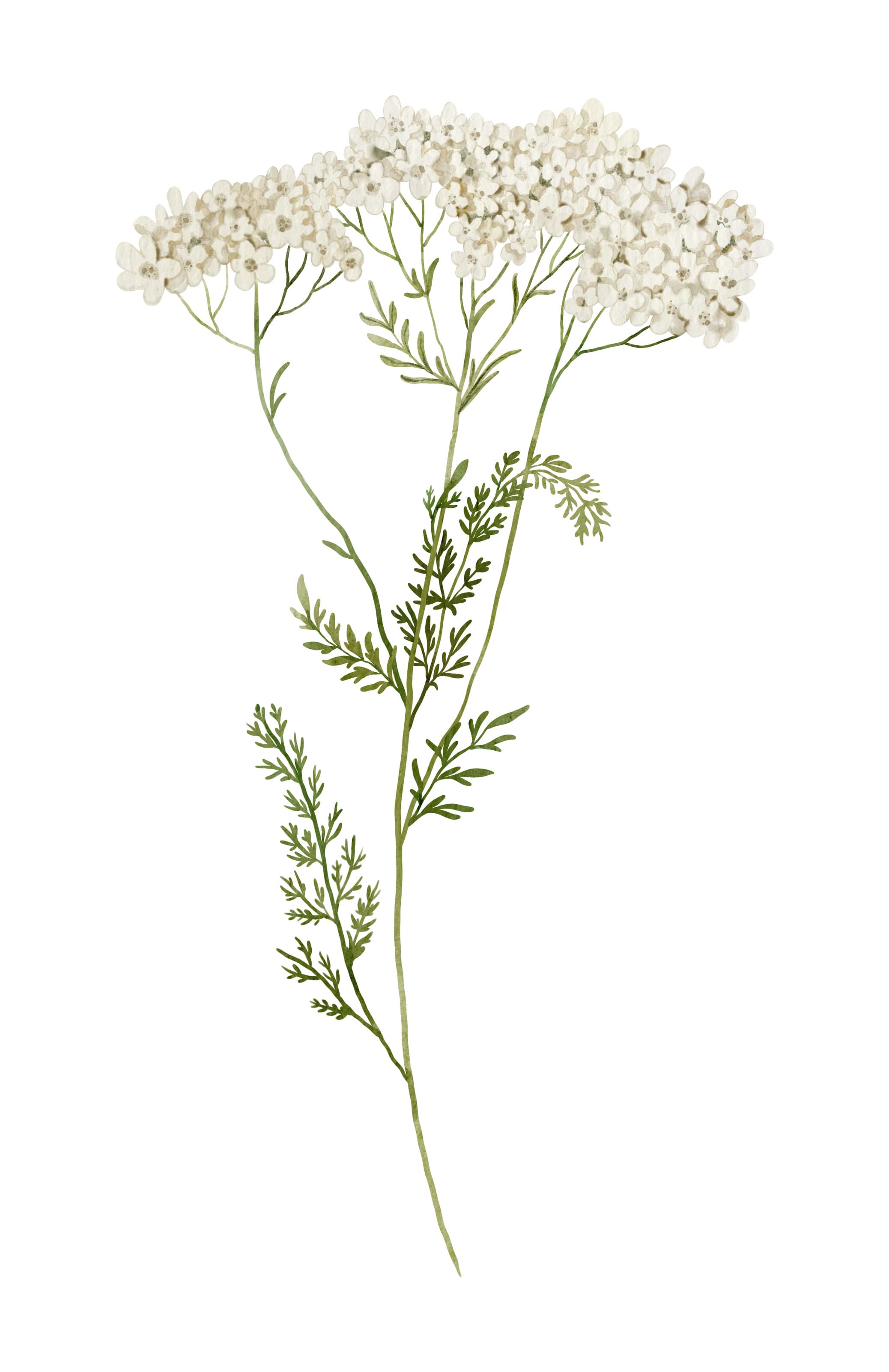 Achillea millefolium na 228.sk- pomôž si sám.